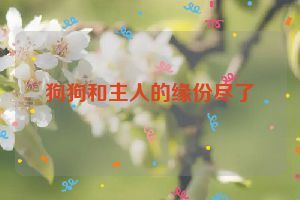 狗狗和主人的缘份尽了