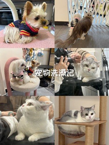 月亮岛新开的宠物生活店