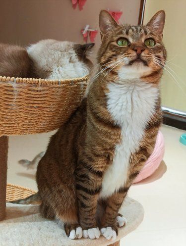 他们家猫都是一坨一坨的~