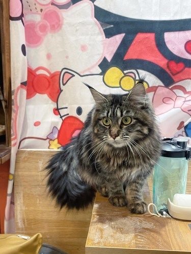 这家的猫咪好粘人吖