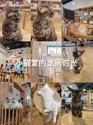 放松喵～心情也融化