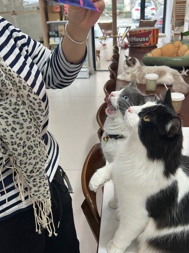 青岛❗可以待一整天的猫咖！！找到了！！