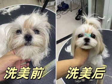 宠物也要美美过新年~