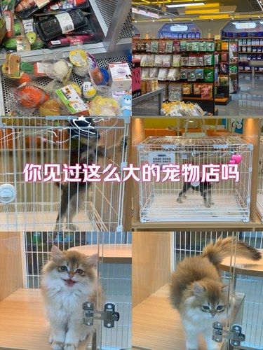 这么大的宠物店！？