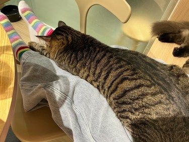 猫咪治愈角落
