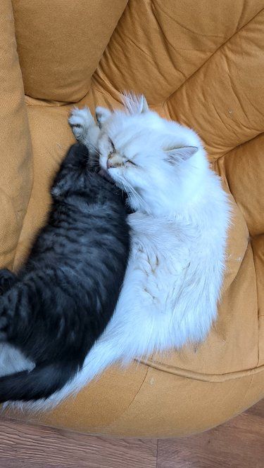 猫咪日常超治愈
