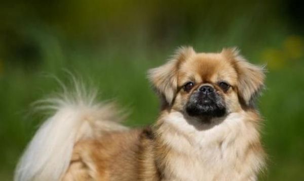 如何科学喂养卷毛寻回猎犬？（掌握正确饮食原则，让宠物更健康）