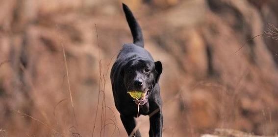 如何科学喂养卷毛寻回猎犬？（掌握正确饮食原则，让宠物更健康）
