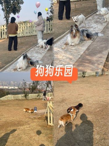 狗狗的快乐，我的快乐