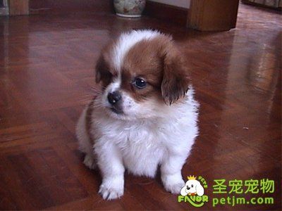 初次领回家的狗狗该怎么喂养