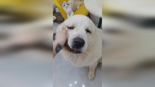 每天吃饭，桌子上除了菜以外还有个会喘气的狗脑袋
