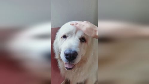 这个循序渐进的抚摸来的挺突然的