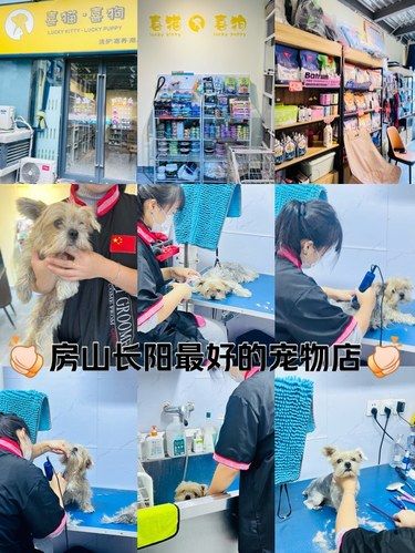 房山长阳最好的宠物店
