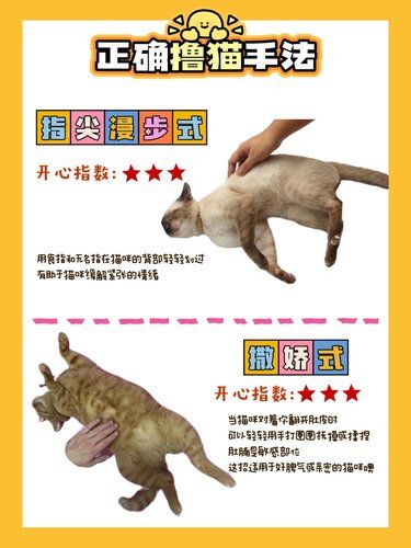 撸猫九式大揭秘！让猫咪爽翻啦