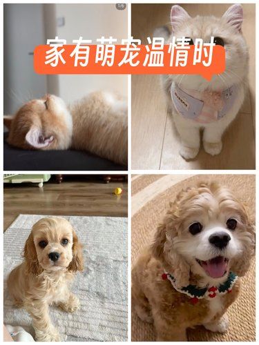 宠物萌瞬间速递