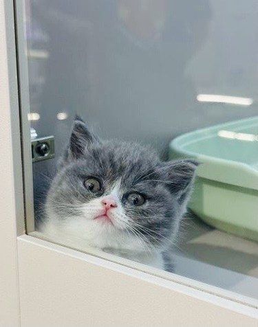 免费领养猫孩子～