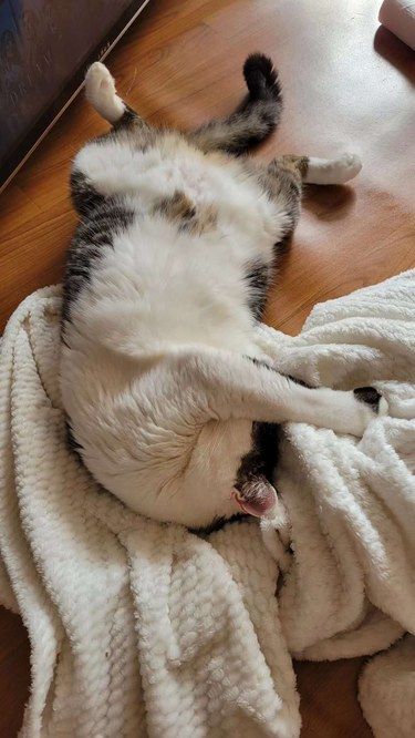 小猫咪开心起来真的无法无天