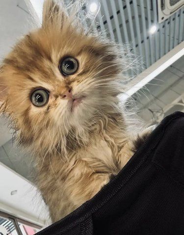 在广州，可以免费撸100只猫