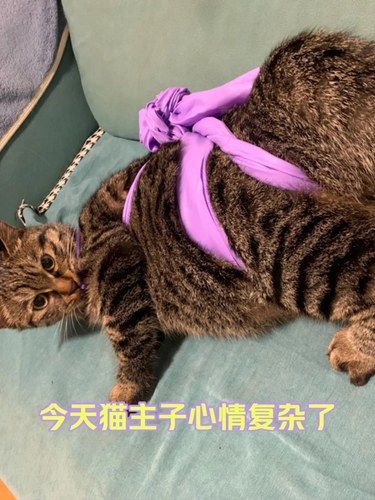 母猫绝育要趁早