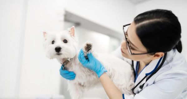 以狗咬打针的费用为主题的宠物医疗指南（了解狗咬打针需要支付的费用以及相关的宠物医疗信息）