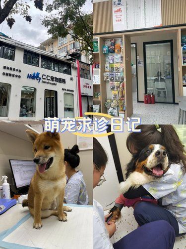 带着毛孩子体检打疫苗，医生很细心。