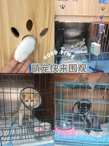 小手一抖，萌宠出笼！