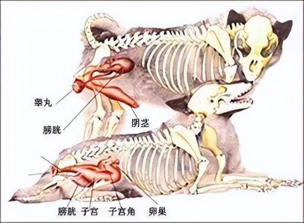 人狗交配,
