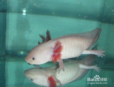 怎么养四角龙鱼（四角龙鱼的养殖方法） 龙鱼百科 第4张
