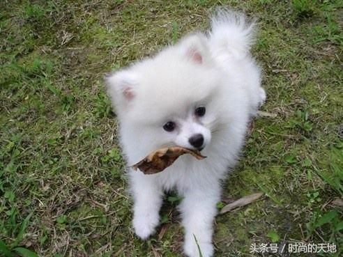 还在为您的狗狗不听话烦恼吗，训犬方法大全来了，还不快试试