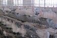 罗江县肉兔种兔价格
