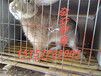 关注四川肉兔种兔价格德阳獭兔种兔价格种兔多少一只