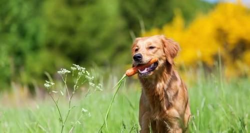 如何科学饲养金毛犬？（金毛犬的养护、训练和食谱）