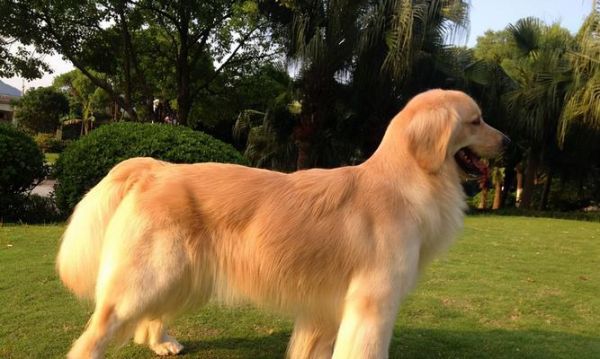 如何科学饲养金毛犬？（金毛犬的养护、训练和食谱）