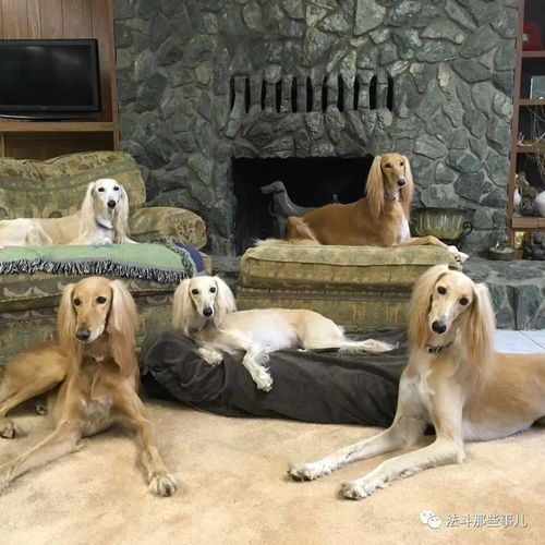 成犬养护指南（狗狗怎么算成犬）