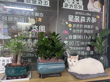 门店的招财猫