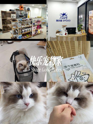 超棒的猫咪洗护体验！ 带家里的“毛孩子”