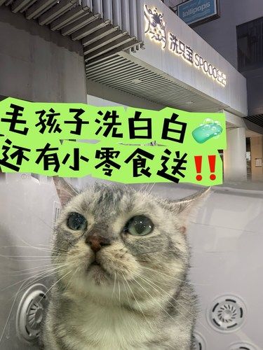 我家毛孩子的快乐老家——洗白白就靠它‼️