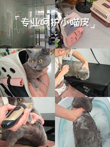 专业呵护小喵皮