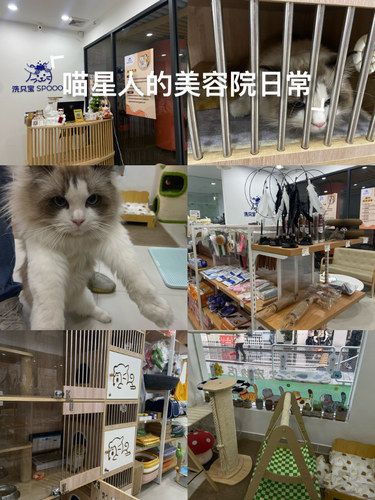喵星人的美容院日常
