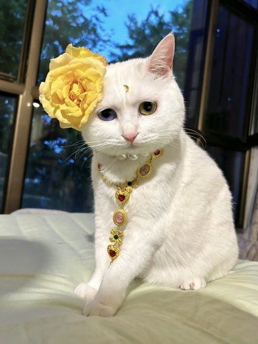 小猫绝育后....