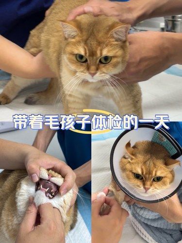  宠物界的“协和”！专业呵护每一只宝贝