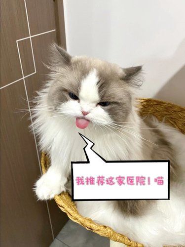 我家猫咪说，它想来这家宠物医院‼️