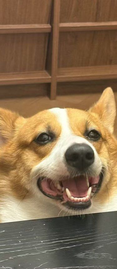 这家宠物医院在天津挺多的