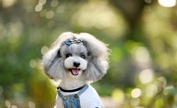 泰迪犬有几个品种