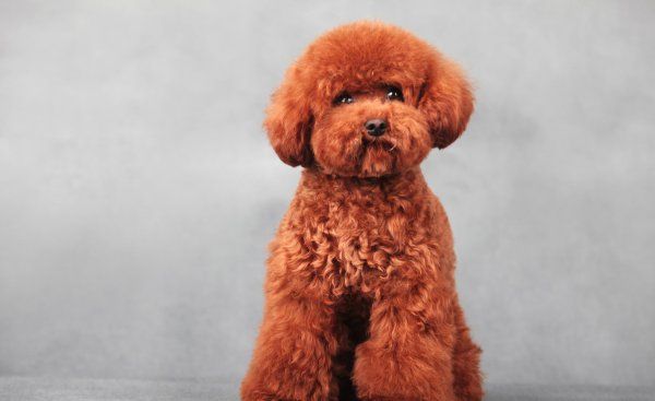 泰迪犬有几个品种