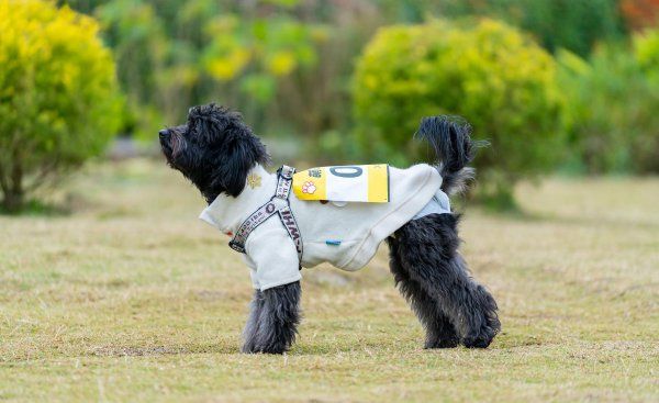 泰迪犬有几个品种