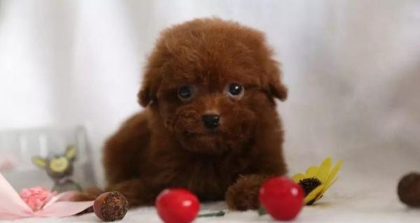 泰迪犬与贵宾犬——两个受欢迎的宠物品种（探究泰迪犬和贵宾犬的区别和相似之处）