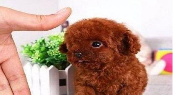 泰迪犬与贵宾犬——两个受欢迎的宠物品种（探究泰迪犬和贵宾犬的区别和相似之处）