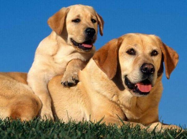 浅析拉布拉多犬的起源、6个品类分支,别再以为自家狗子是串串了