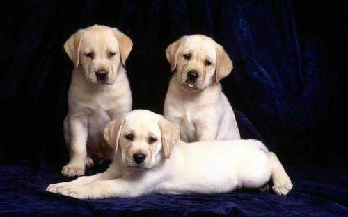 浅析拉布拉多犬的起源、6个品类分支,别再以为自家狗子是串串了